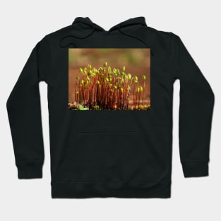 Nature Hoodie